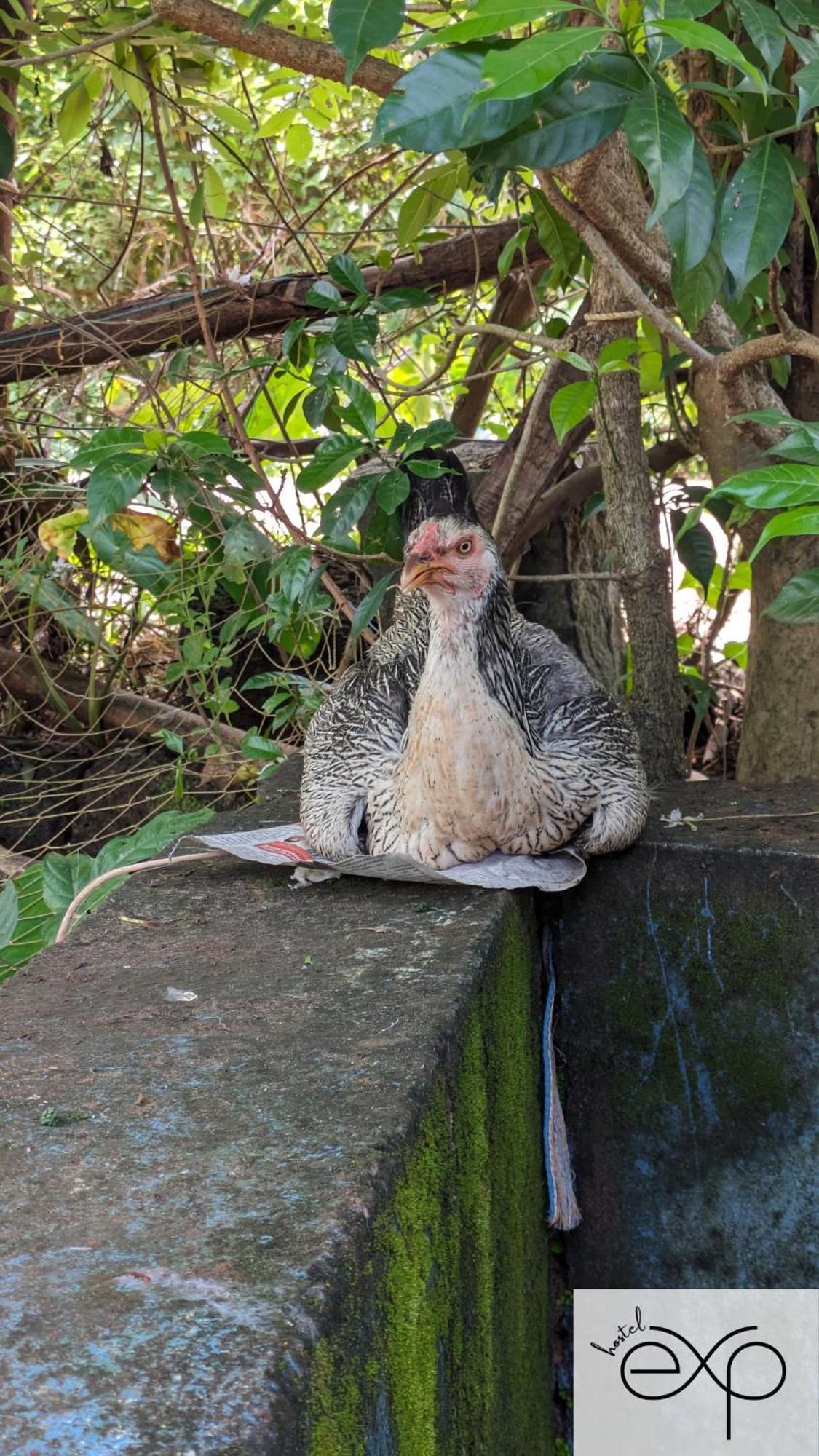 Hostelexp, Gokarna - A Slow-Paced Backpackers Community Exterior foto